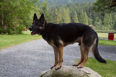 Obedience Unleashed Dog Training - Kamloops